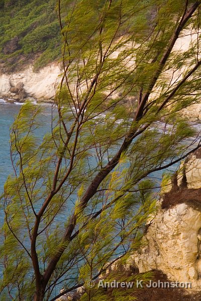 IMG_6771.jpg - A wind blown tree stretched over the cliffs at Cove Bay